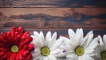Red and white chrysanthemums on a wooden background.