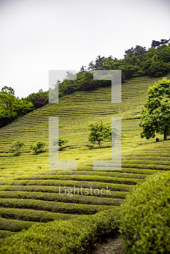 Korean tea fields