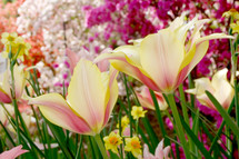 Two variegated / two-tone tulips in a flower garden
