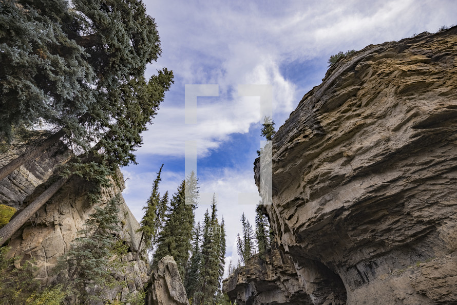 tall evergreens and rocky cliff 