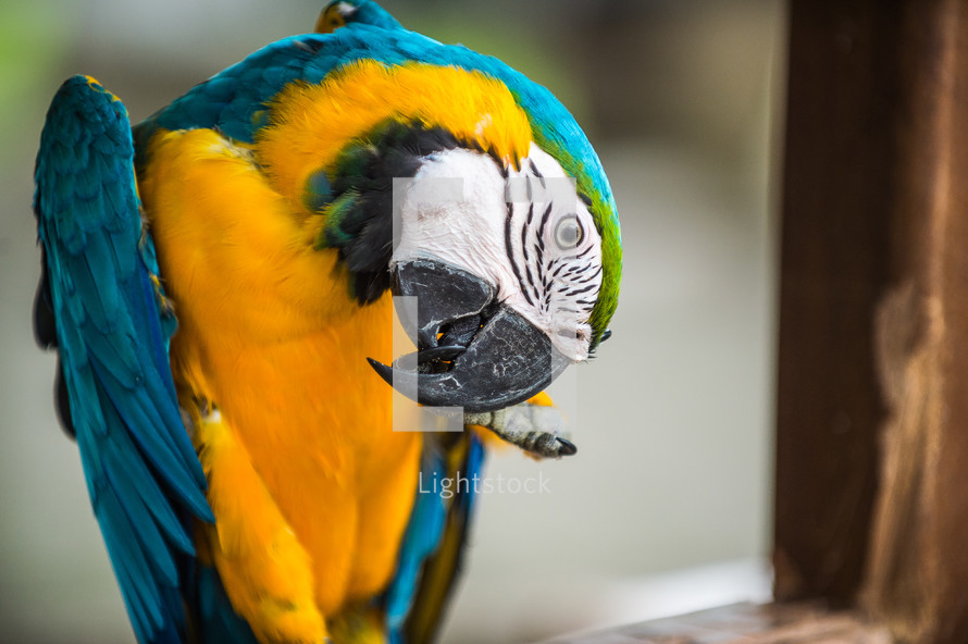 military macaw scratching