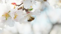 Bee Animal Working With Pollen From A White Almond Blossoms