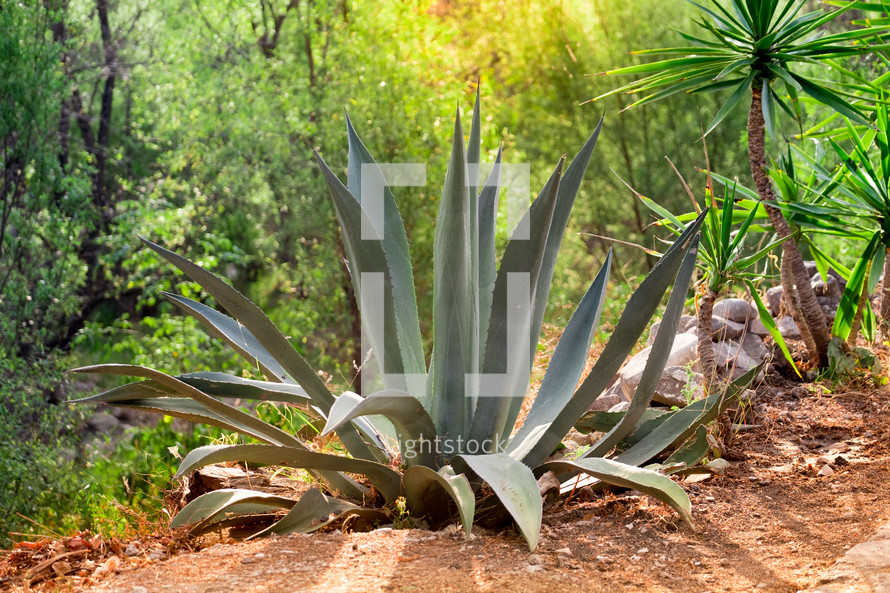 agave plant 