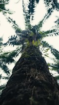 Tropical trees and plant life in the rainforest jungles of Costa Rica