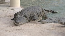 Large crocodile leaving water