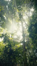 Tropical trees and plant life in the rainforest jungles of Costa Rica