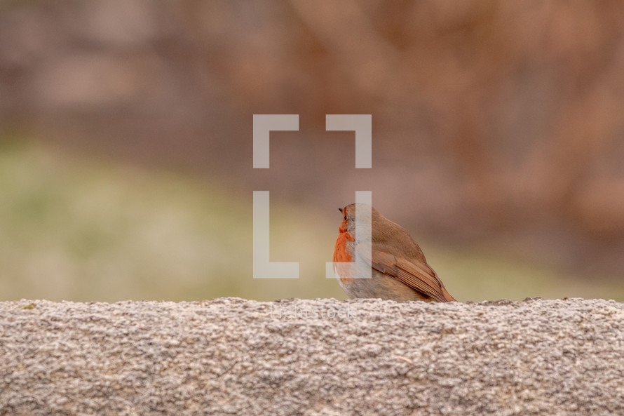 Curious Robin Standing on Top of a Wall