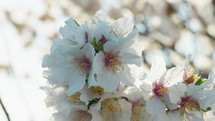 White Flowers Of Almond Tree Ready For Spring
