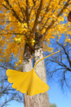 ginkgo leaf and a tree 
