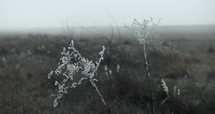 Frozen frost, ice, snow covering plants and grass in morning farm landscape on foggy morning.