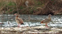 Two Egyptian Geese Standing on Rock in River