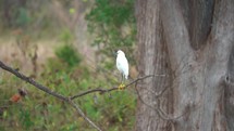 White Egret perched 
