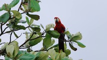 Scarlet Macaw Parrot Takeoff Costa Rica Jungle Bird
