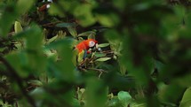 color, travel, tree, jungle, forest, nature, bird, scarlet macaw, parrot, tropical, wings, costa rica, eating