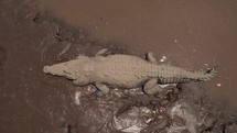 Crocodile In Mud Riverbank Costa Rica Boat Tour