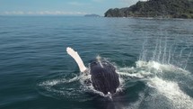 Mother And Baby Whale Playing Ocean Costa Rica