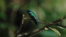 Hummingbird Violetear Takeoff Costa Rica Jungle Wildlife