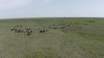 Drone moves toward horses in the wild. An aerial, drone nature shot of a large herd of wild horses running in the green prairie grass of the Kansas flint hills on a summer day.