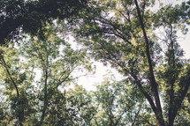 trees in the woods 