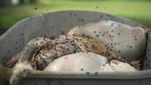 Flies swarm in slow motion on sheep entrails.