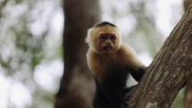 Capuchin Monkey Costa Rica Mangrove Boat Tour Wildlife