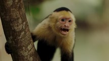 Capuchin Monkey Calling Costa Rica Travel Boat Tour Mangrove