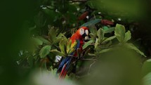 Scarlet Macaw Parrot Feeding Costa Rica Travel Jungle
