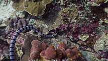 Black & White Banded Sea Snake from the Banda Sea in indonesia