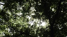 Sunlight, beams, light rays shine through tree leaves and branches in woods. 