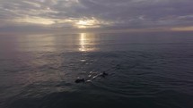 Dolphin pod swimming in the early morning ocean waves. 