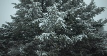 Snow covering a tree. Christmas, holiday, winter scenery as slow motion snow, snowflakes fall.