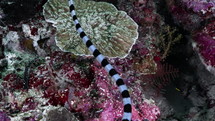 Black & White Banded Sea Snake from the Banda Sea in indonesia