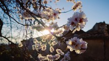 Pink Almond Flower For Spring Season In Puglia Against Sky