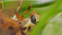 Macro shot of Ladybird on grass stalk in nature