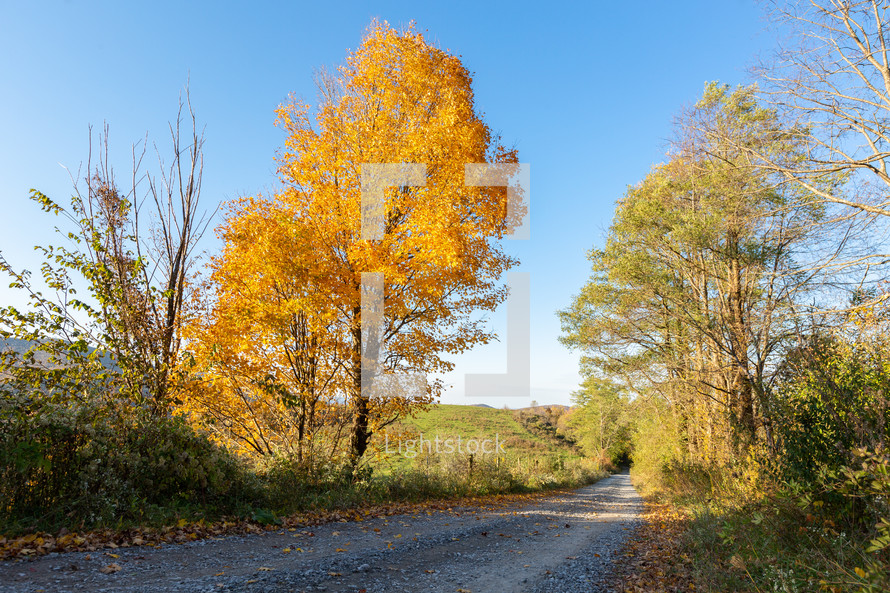 Bright orange fall tree next to rural gravel road through autumn forest horizontal