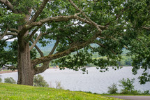 tree along a lake shore 