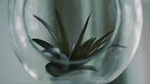 air plant in a bowl 
