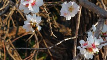 Almond flower and Bee working