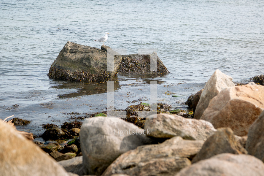 Gull on rocks at seaside
