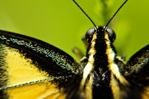 black and yellow butterfly 