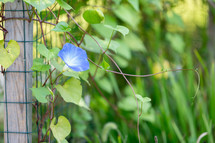 Blue morning glory flower growing in garden