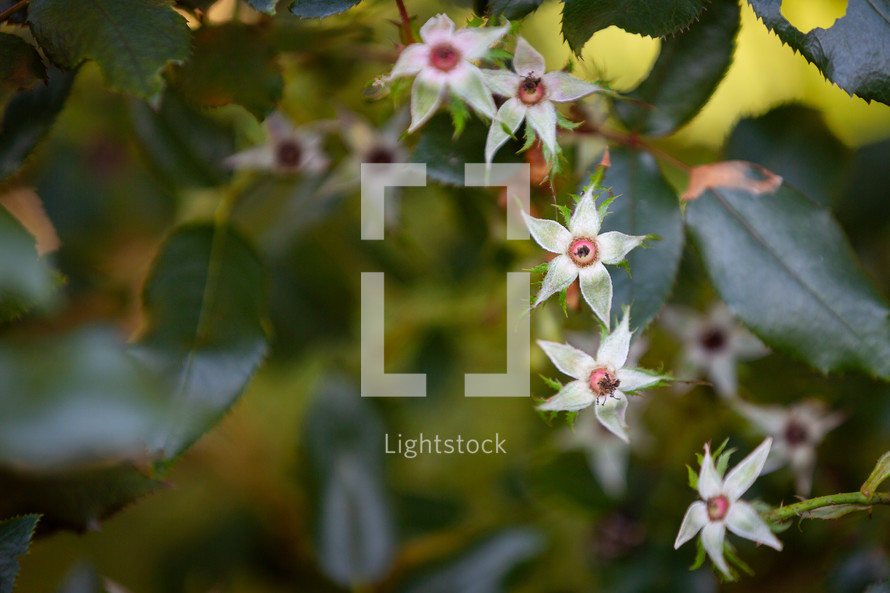 Cluster of rose plant stars