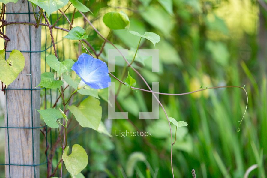 Blue morning glory flower growing in garden