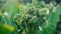 Closeup Of A Head Of Broccoli