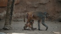 Rhesus Macaques (Macaca mulatta) Mother With Juvenile In A Zoo Park. Close up	