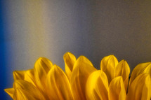 sunflower petals 