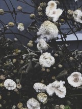 white fuzzy flowers 