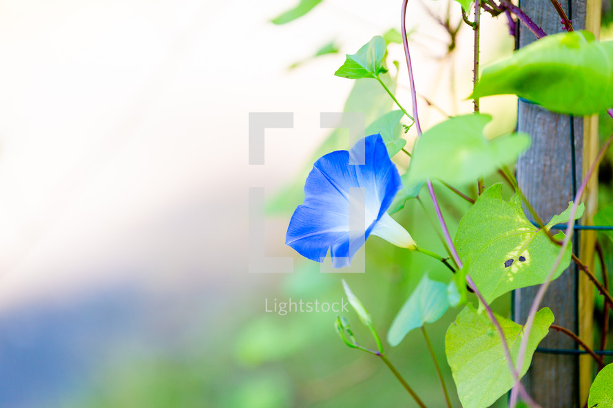 Vibrant blue morning glory with negative space