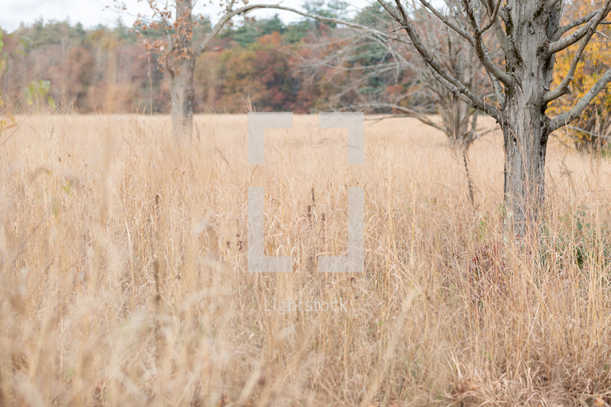 Muted browns grassy field tree meadow