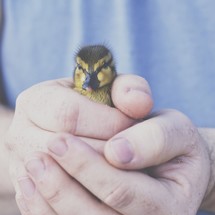 cupped hands holding a duckling 
